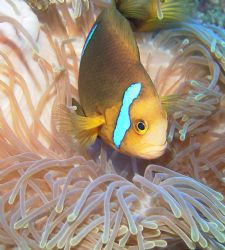 taken with a sea & sea 5000 digital in a sea & sea housibg by Laurence Hegarty 